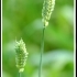 Triticum sphaerococcum -- Indischer Zwerg Weizen